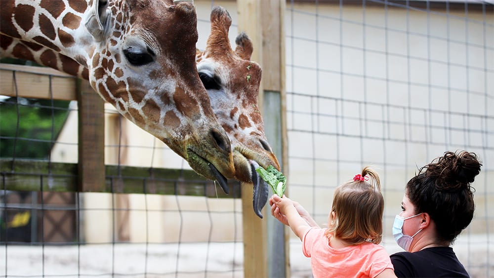 Child feeding Giraffes at the zoo
